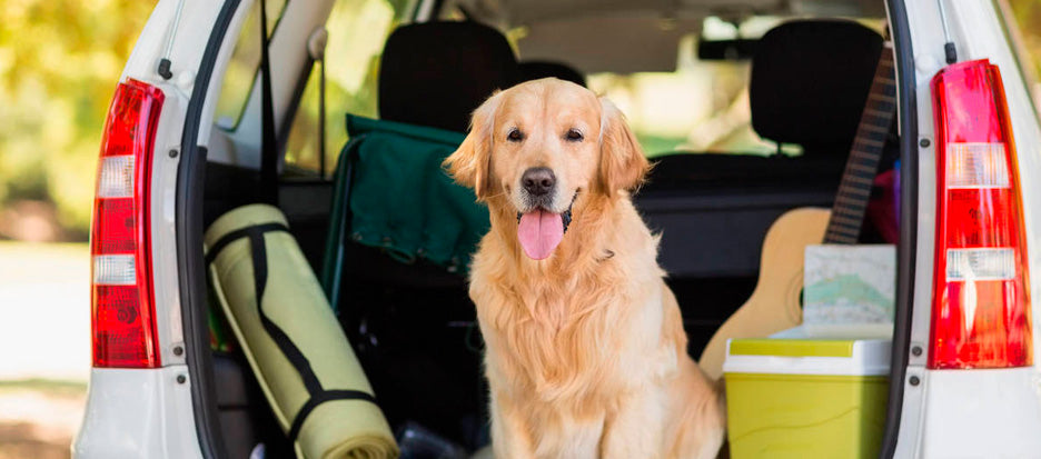 Cómo viajar seguro en coche con tu mascota