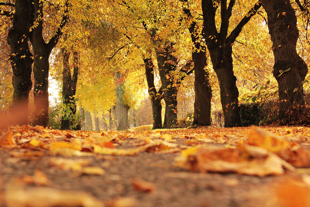 10 conselhos Help Flash para minimizar os perigos no outono